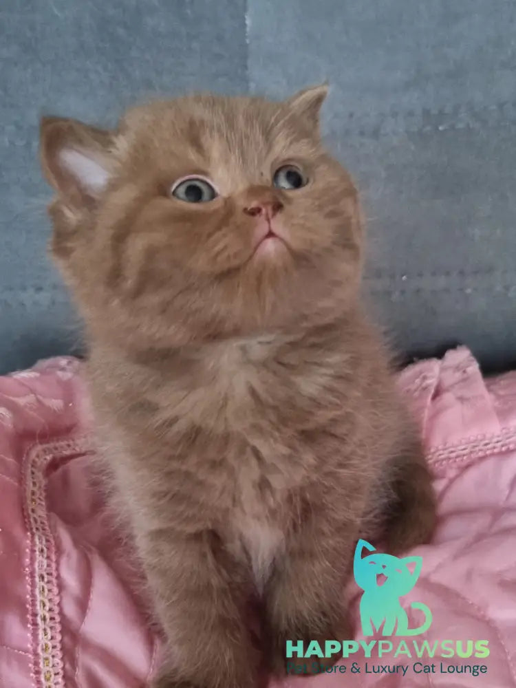 Wella Rose British Shorthair female сinnamon - live animals