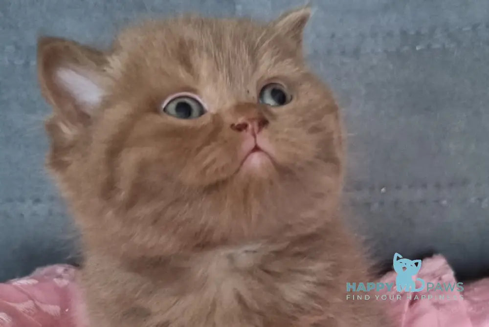 Wella Rose British Shorthair female сinnamon - live animals
