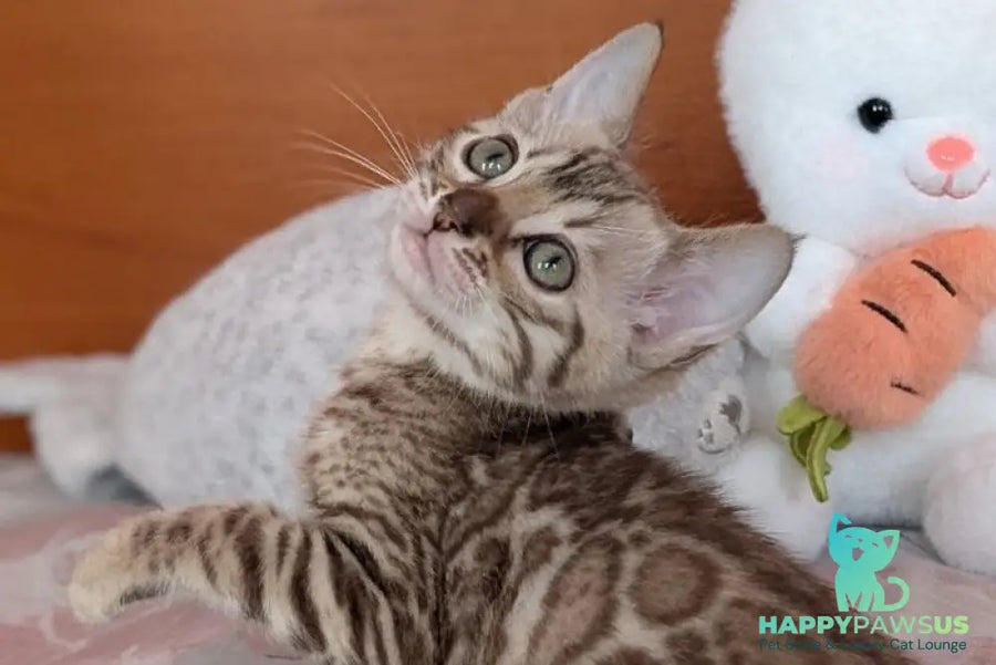 Wendy Bengal female black silver spotted tabby pointed live animals