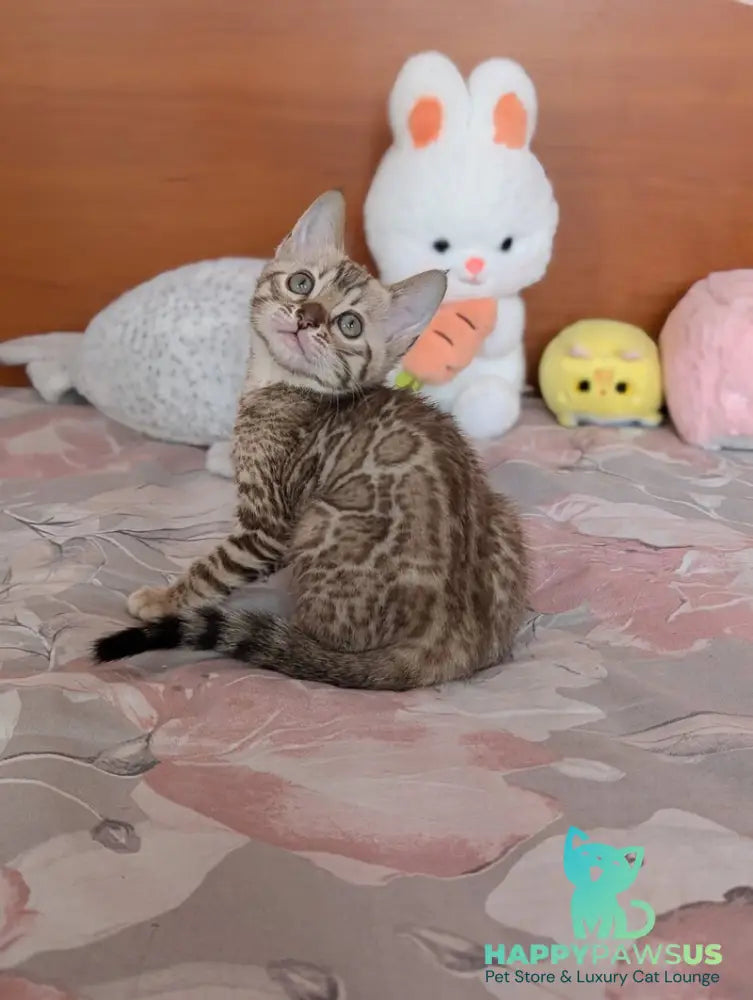 Wendy Bengal female black silver spotted tabby pointed live animals