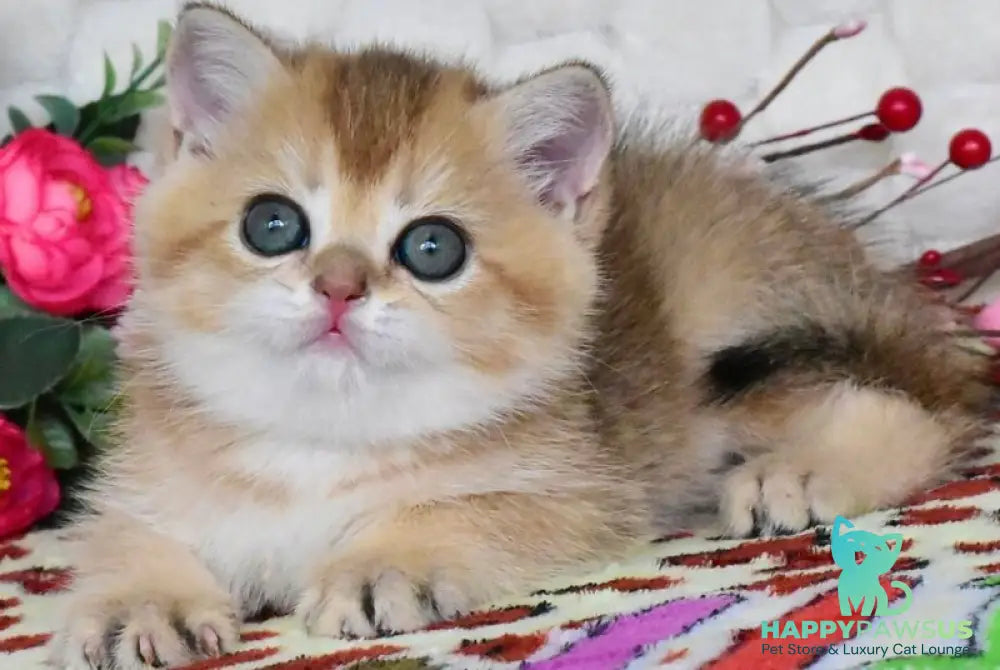 Wendy British Shorthair female black golden shaded - live animals