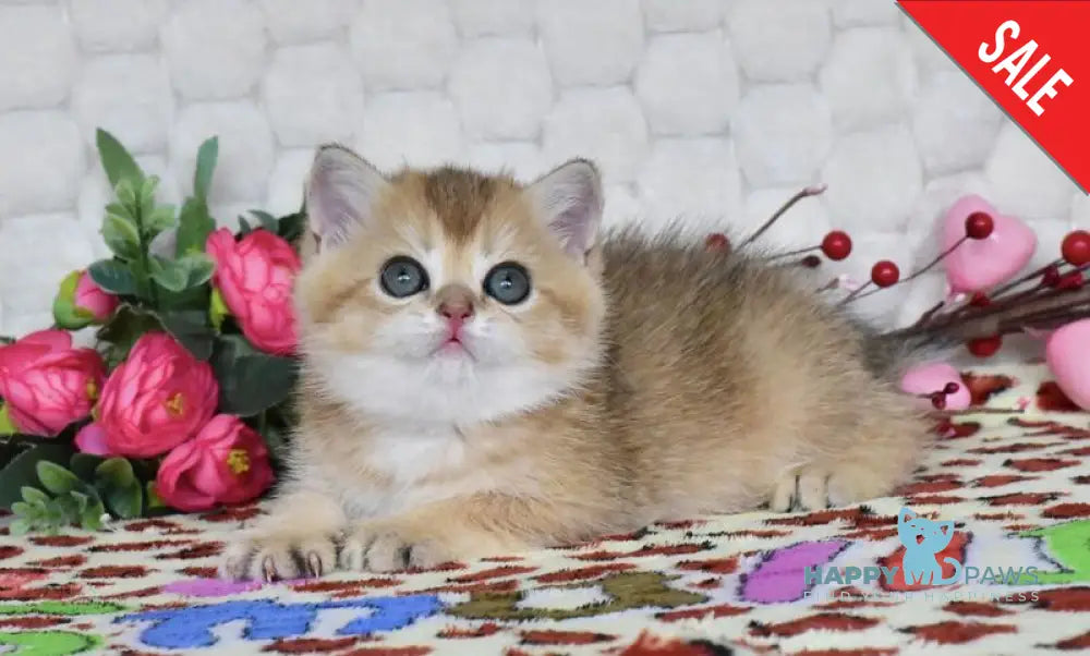 Wendy British Shorthair female black golden shaded - live animals