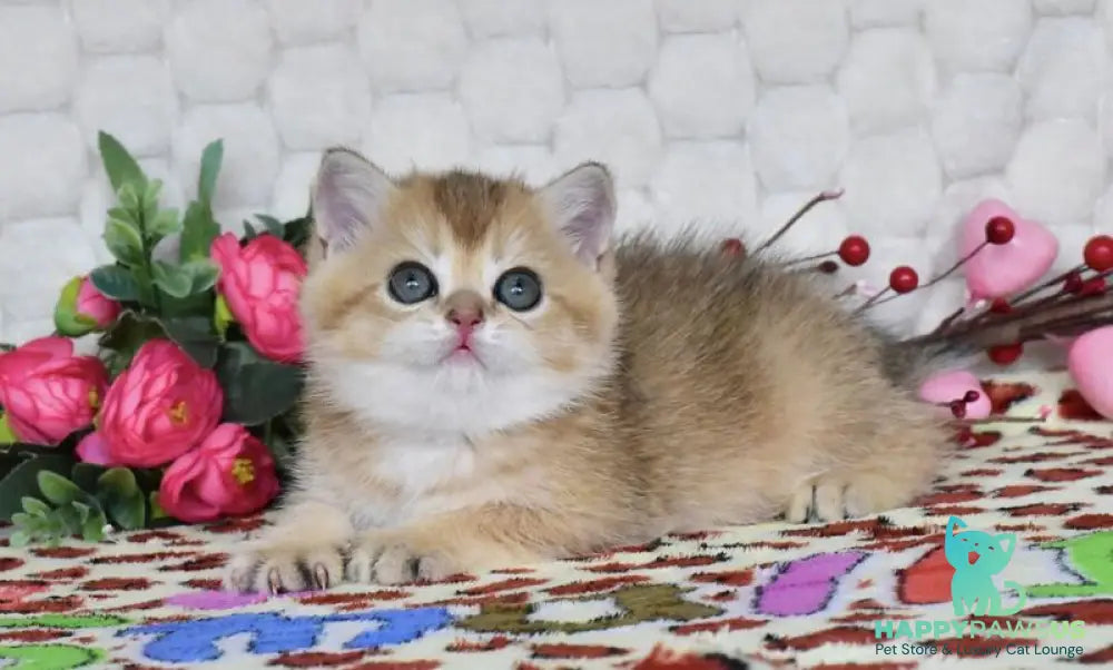 Wendy British Shorthair female black golden shaded - live animals