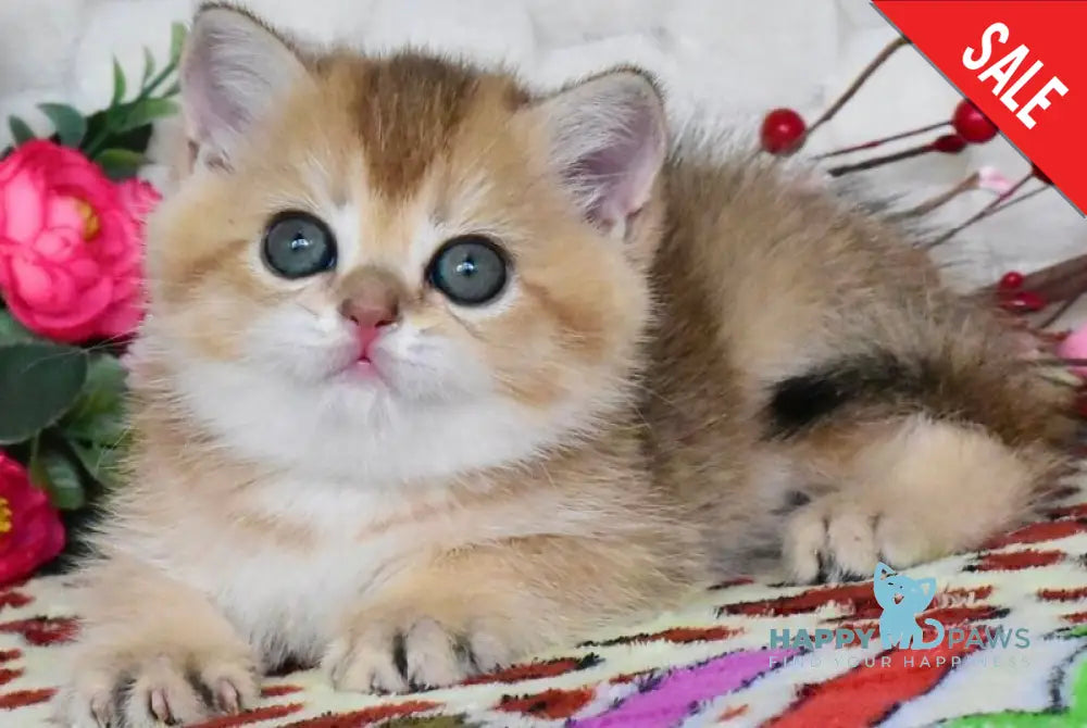 Wendy British Shorthair female black golden shaded - live animals
