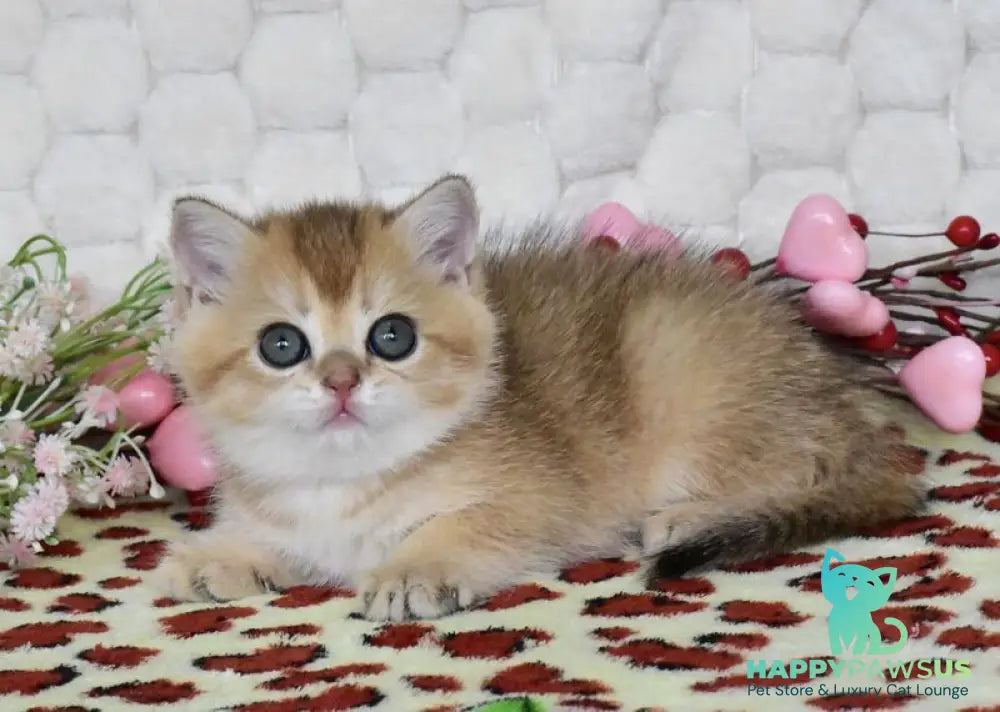 Wendy British Shorthair female black golden shaded - live animals