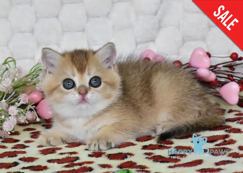 Wendy British Shorthair female black golden shaded - live animals