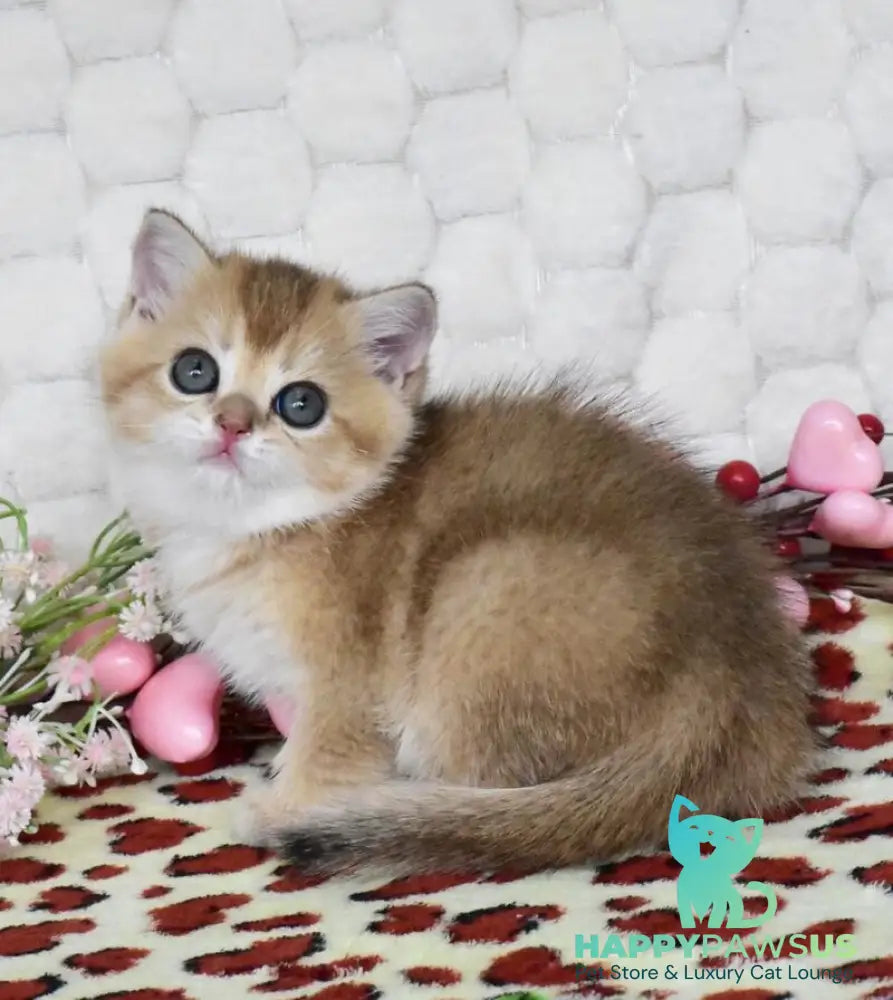 Wendy British Shorthair female black golden shaded - live animals