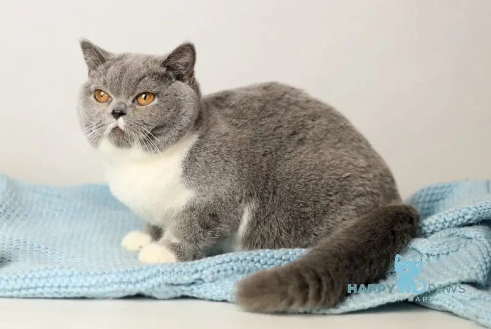 Wendy British Shorthair female blue bicolour live animals
