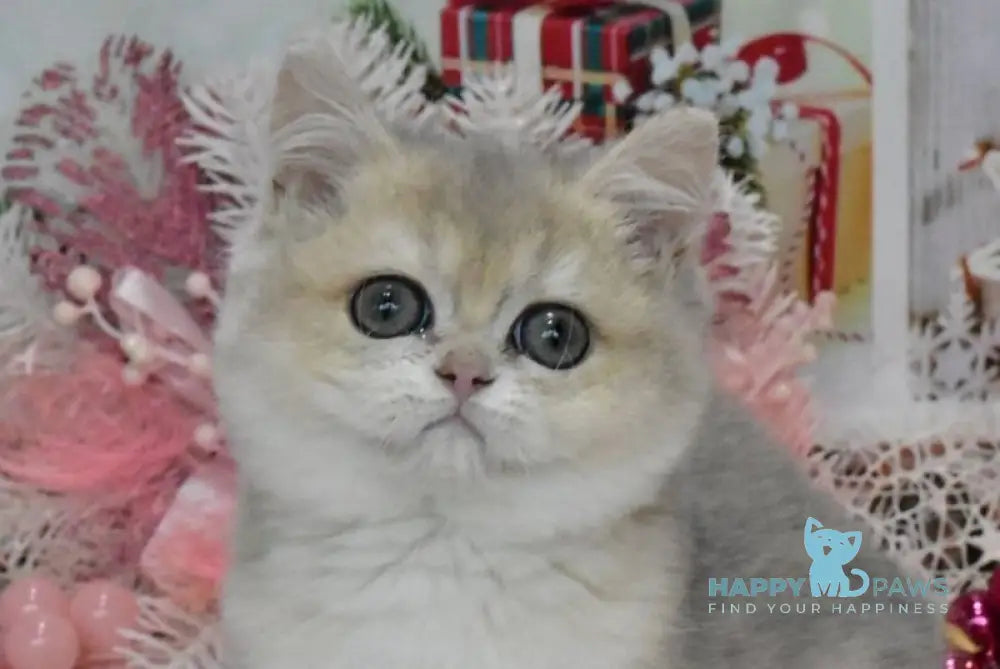 Wеndy British Shorthair female blue golden shaded live animals