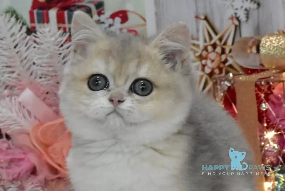 Wendy British Shorthair female blue golden shaded live animals