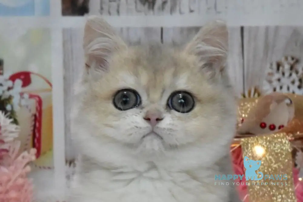 Wеndy British Shorthair female blue golden shaded live animals