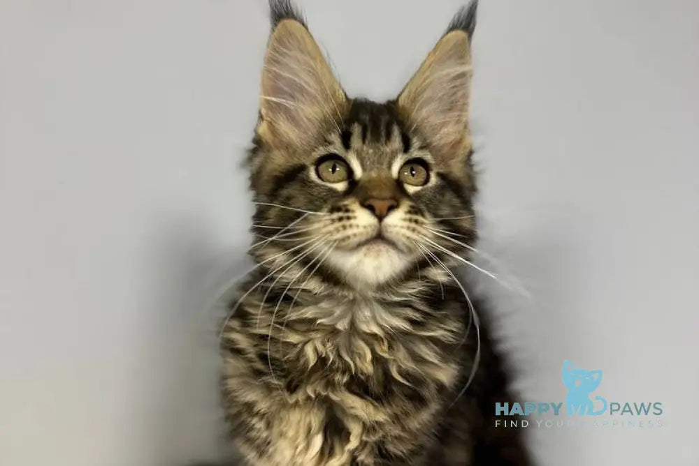 Wendy Maine Coon female black tabby live animals