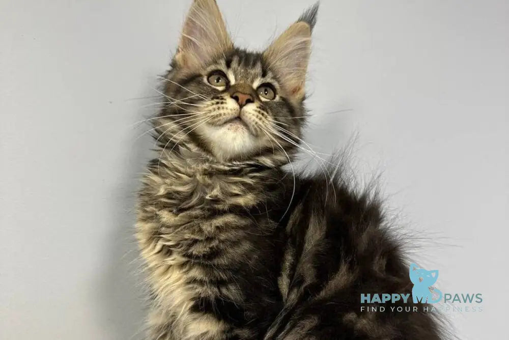 Wendy Maine Coon female black tabby live animals
