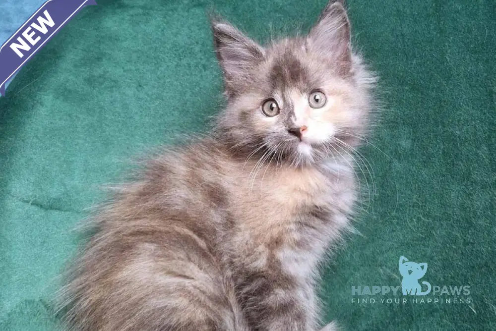 Wendy Maine Coon female blue tortie live animals