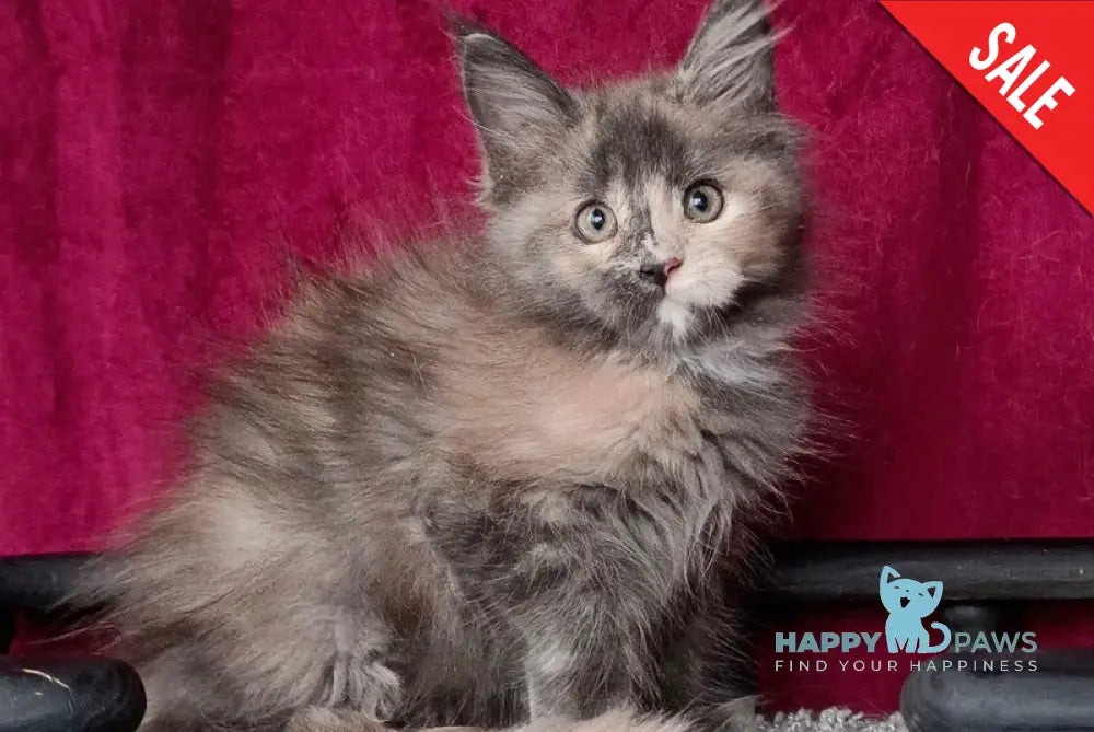 Wendy Maine Coon female blue tortie silver with white live animals