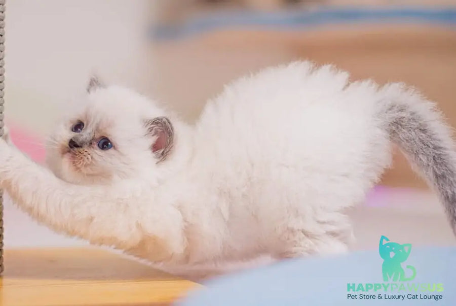 Wendy Ragdoll female blue mitted - live animals