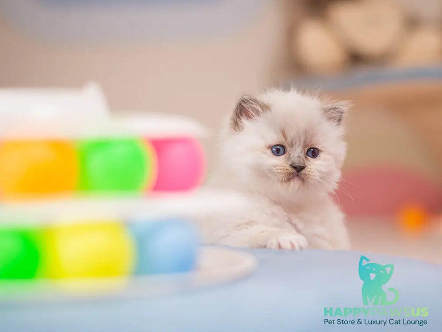 Wendy Ragdoll female blue mitted - live animals