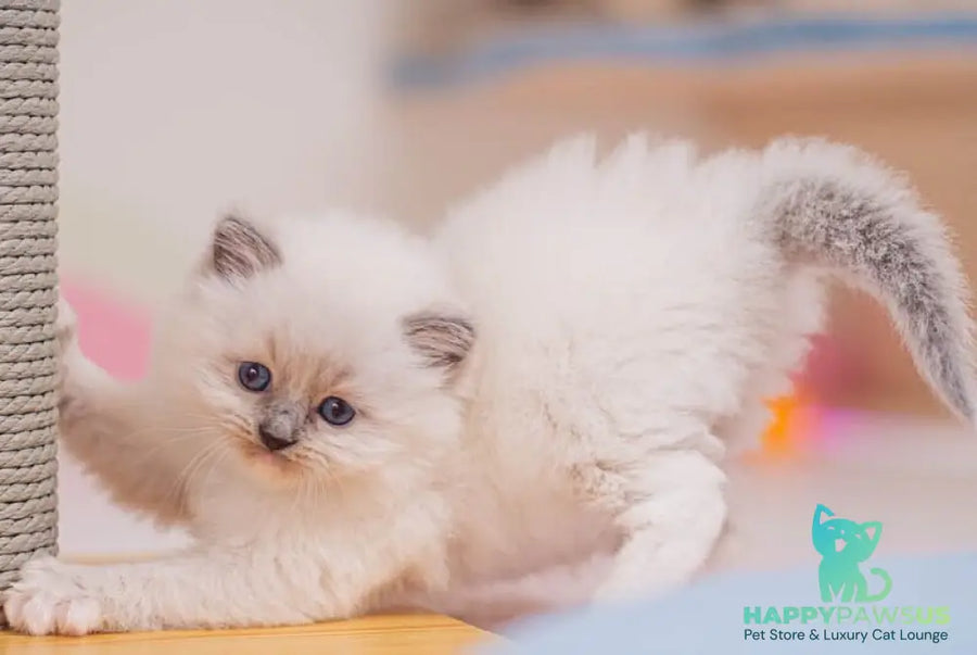 Wendy Ragdoll female blue mitted - live animals