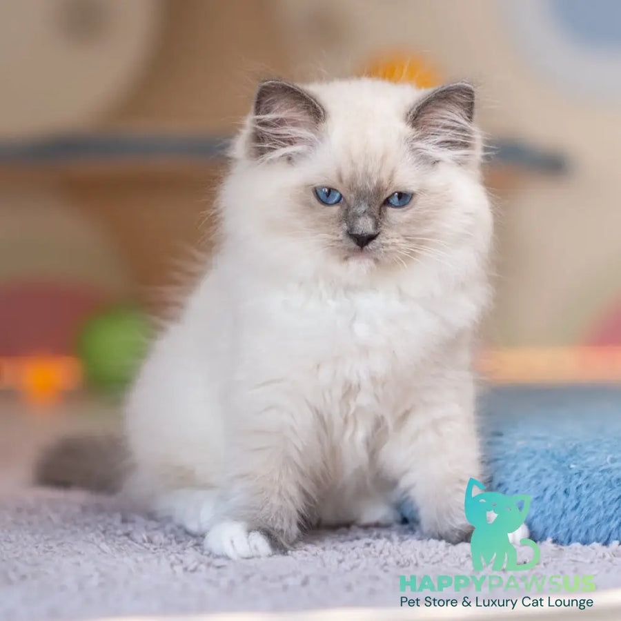 Wendy Ragdoll female blue mitted - live animals