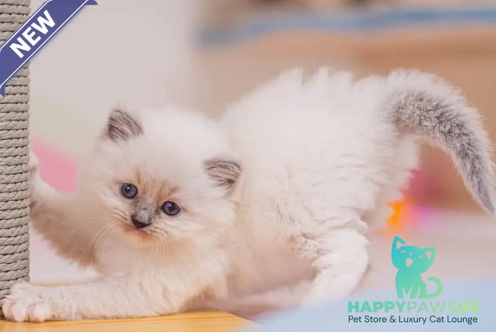 Wendy Ragdoll female blue mitted - live animals