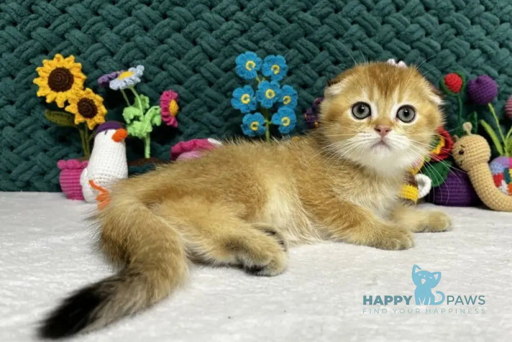 Wendy Scottish Fold female black golden chinchilla live animals