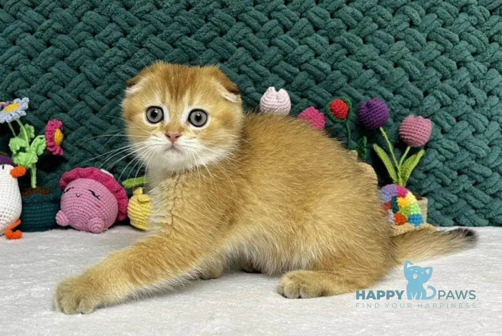 Wendy Scottish Fold female black golden chinchilla live animals