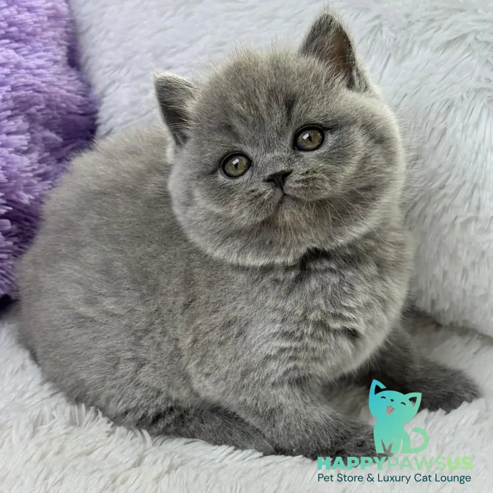 Wendy Scottish Straight female blue - live animals