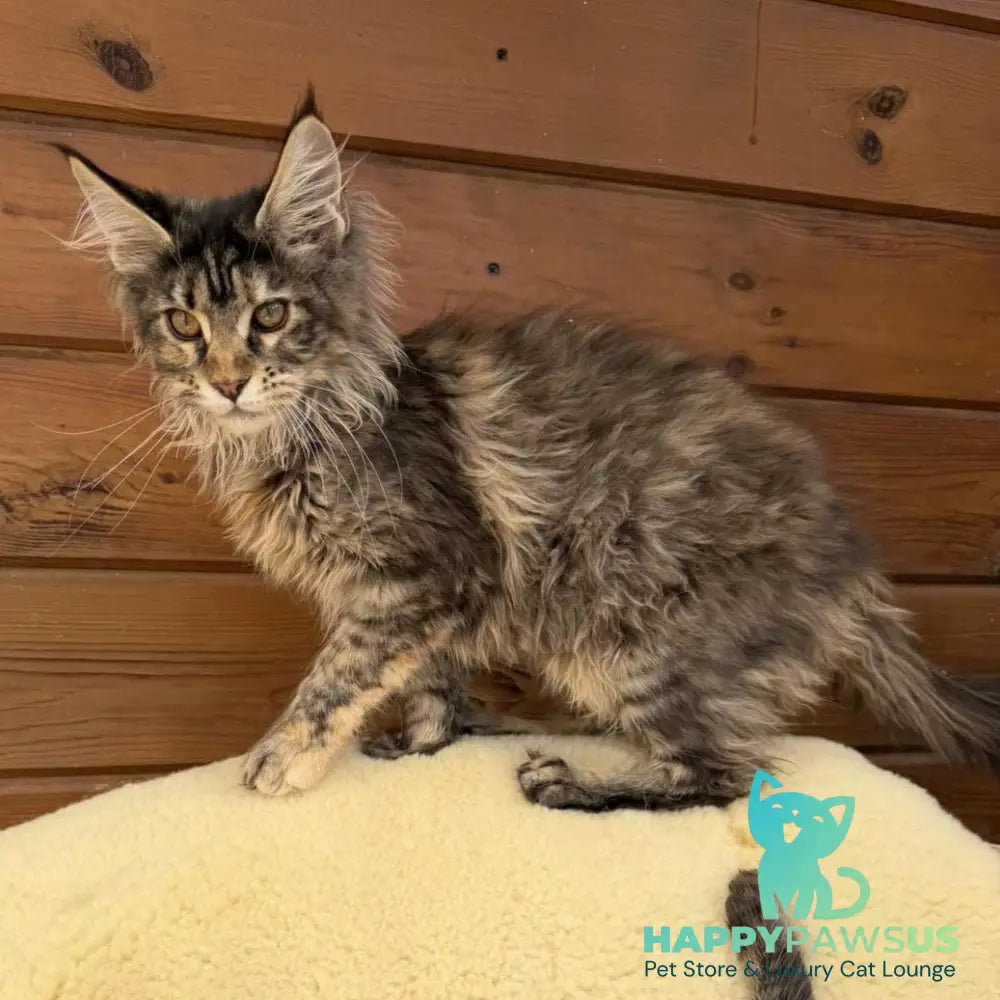 Wera Maine Coon female black tortie - live animals