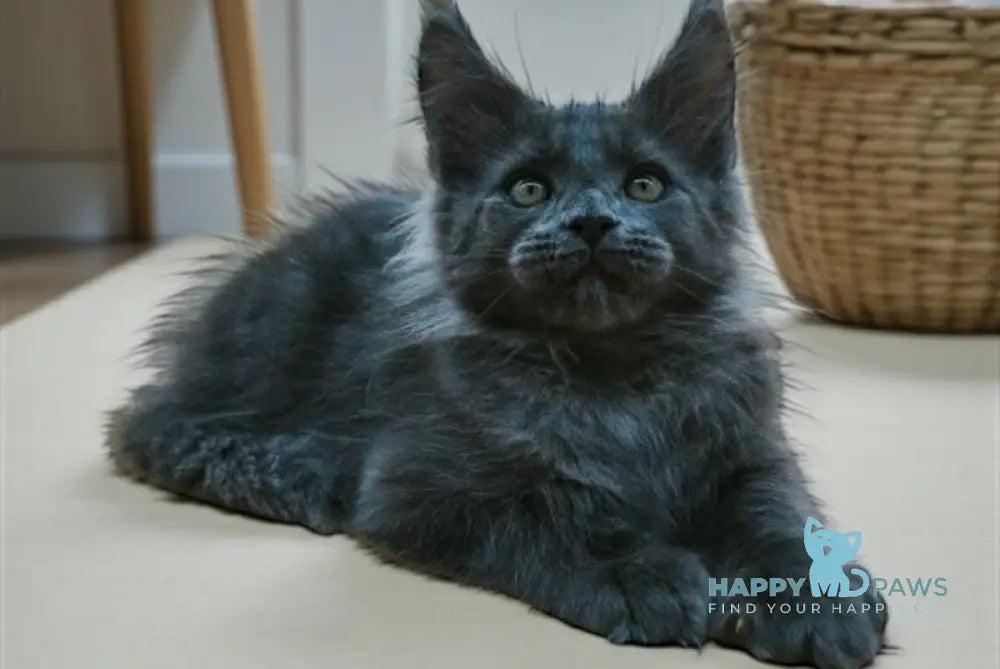 Weron Maine Coon male blue silver live animals