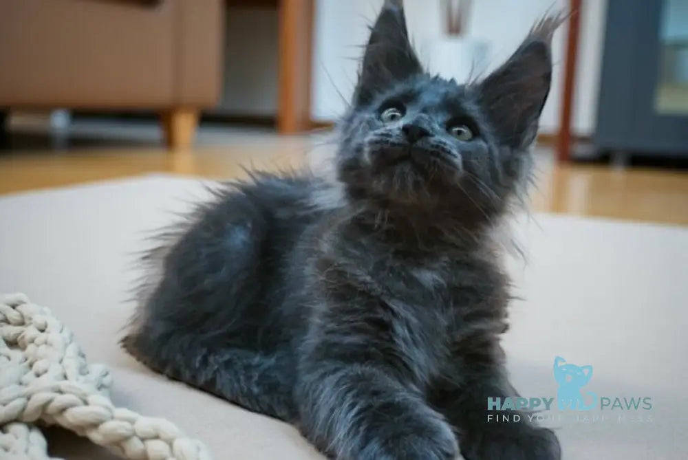 Weron Maine Coon male blue silver live animals