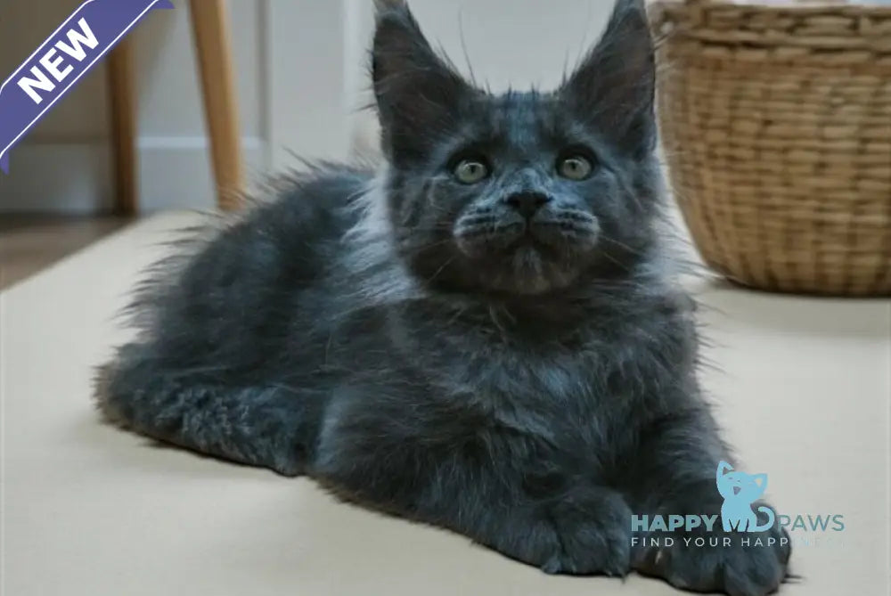 Weron Maine Coon male blue silver live animals