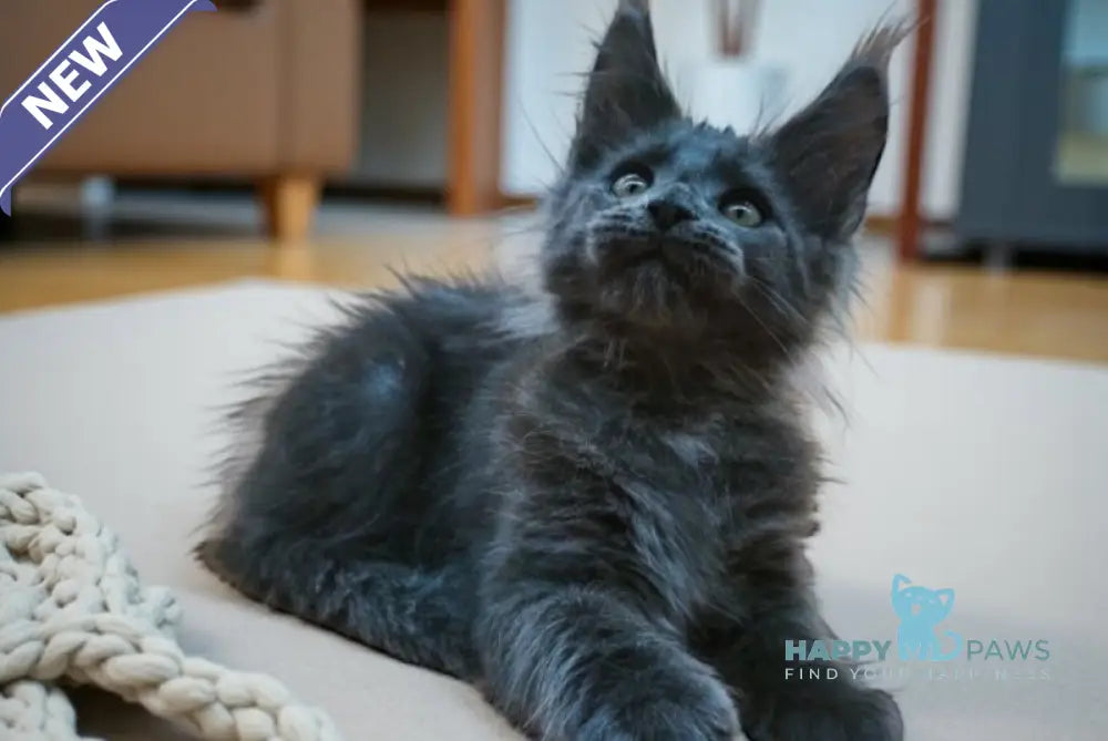Weron Maine Coon male blue silver live animals