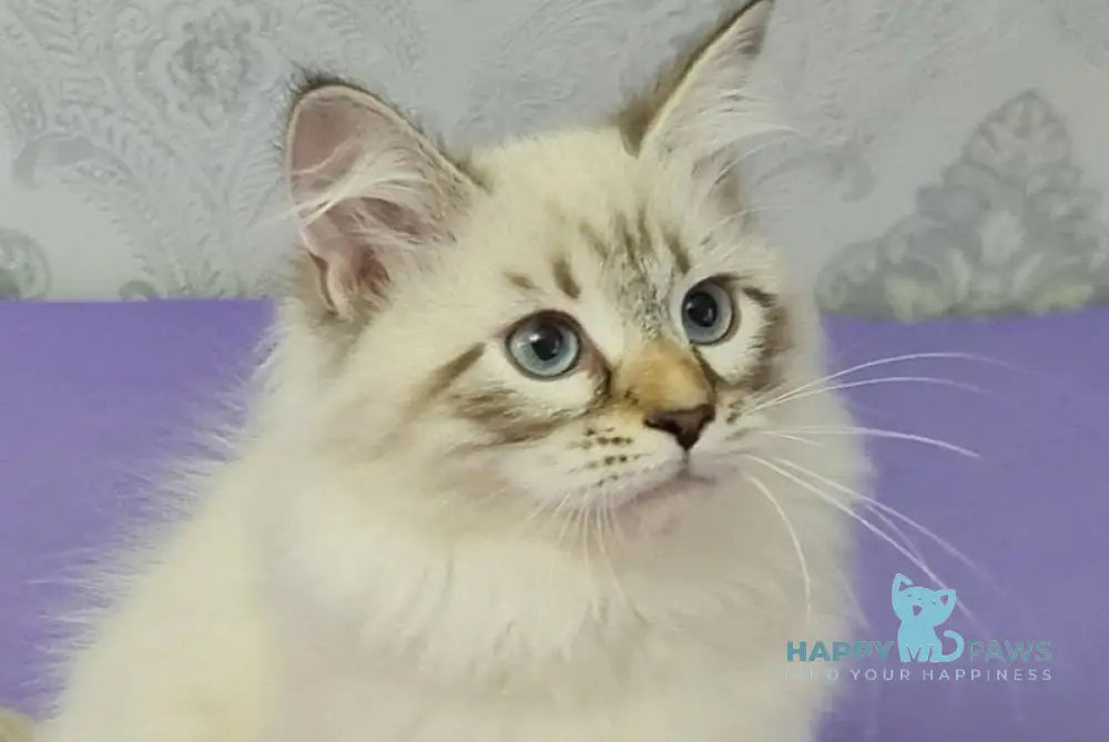 Werona Neva Masquerade female black tabby pointed live animals