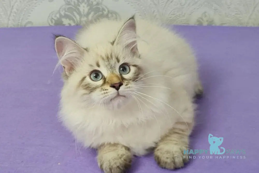 Werona Neva Masquerade female black tabby pointed live animals