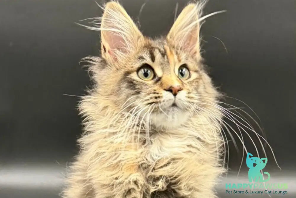Werra Maine Coon female black tortie spotted tabby - live animals