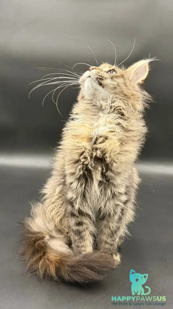 Werra Maine Coon female black tortie spotted tabby - live animals