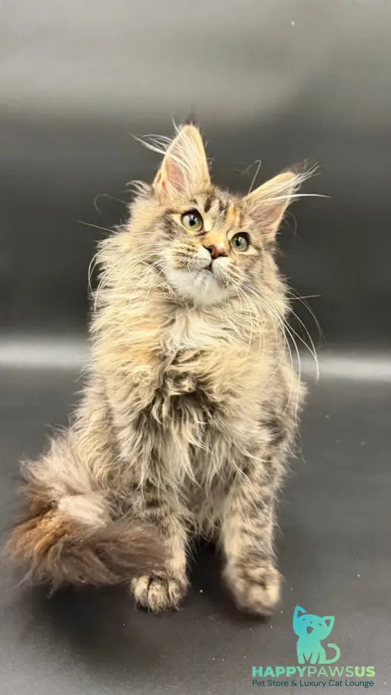 Werra Maine Coon female black tortie spotted tabby - live animals