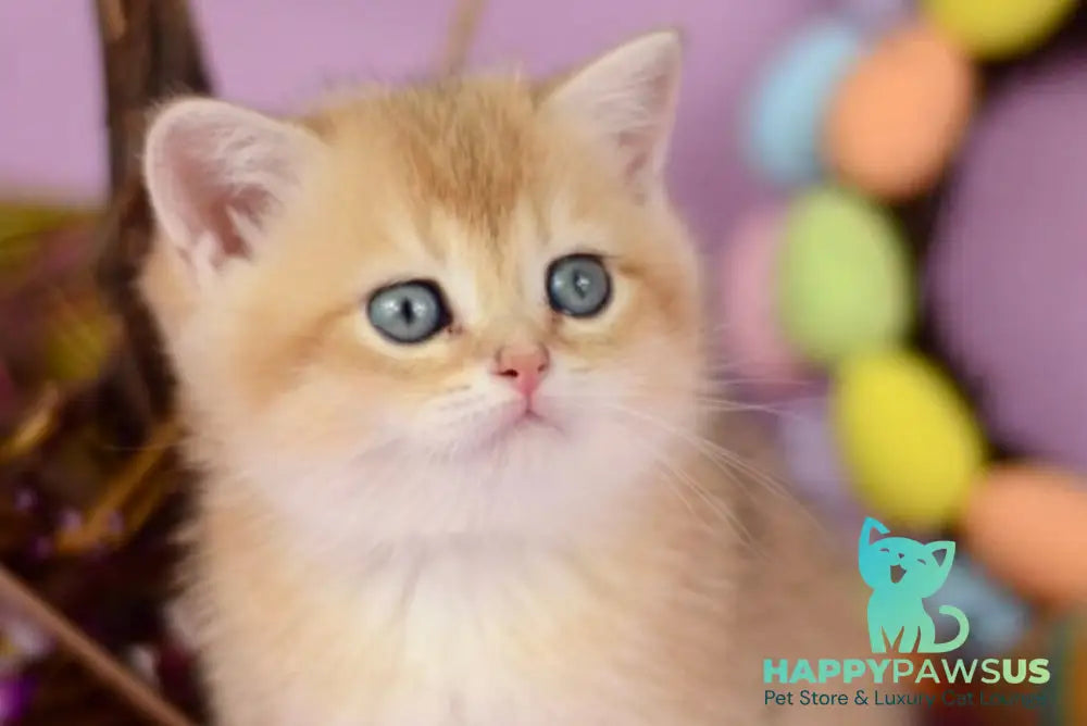 Wesley British Shorthair male black golden chinchilla - live animals