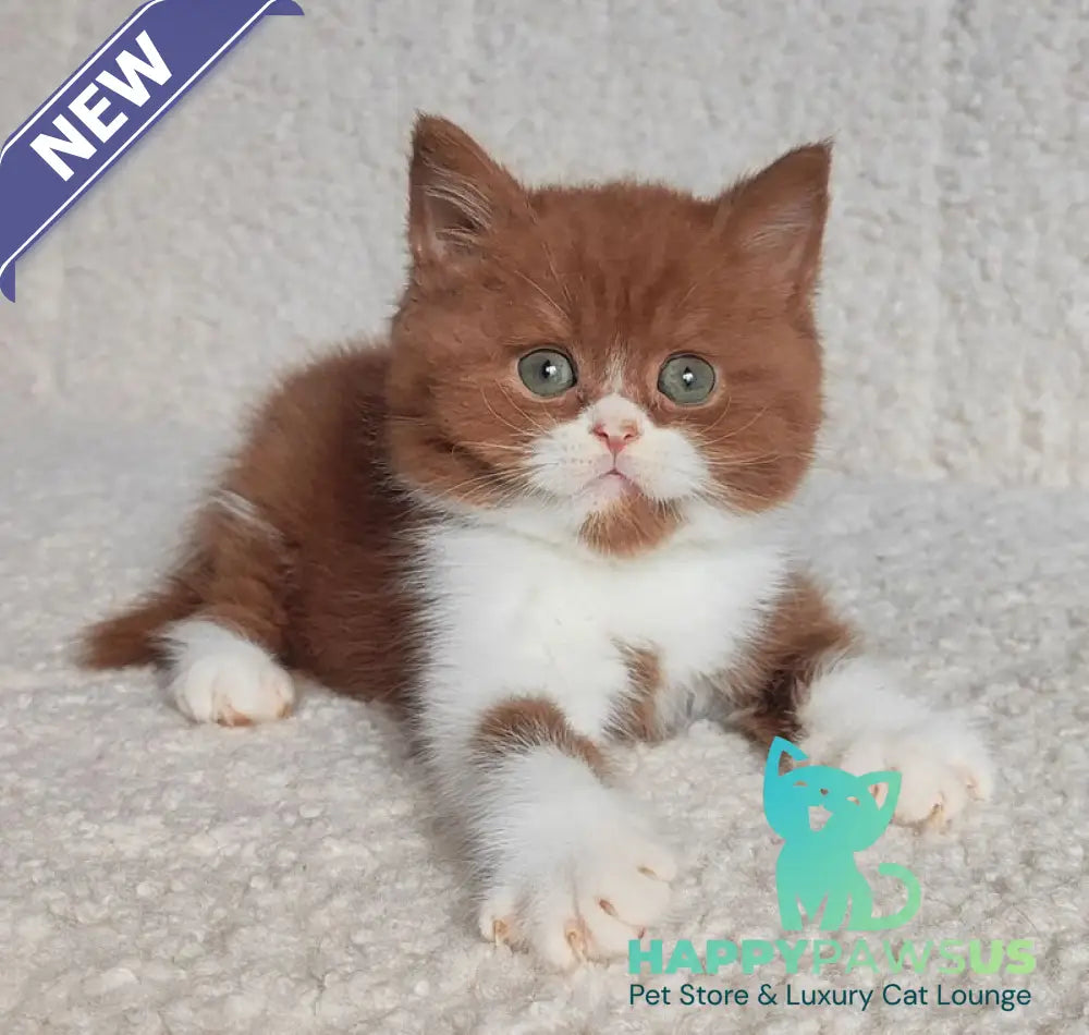 West British Shorthair male cinnamon bicolour - live animals
