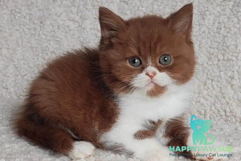 West British Shorthair male cinnamon bicolour - live animals