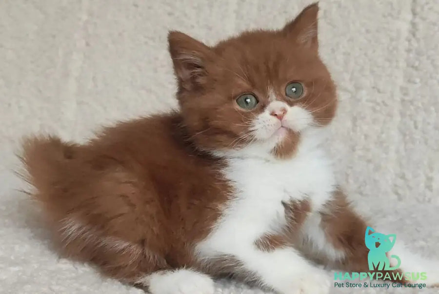 West British Shorthair male cinnamon bicolour - live animals