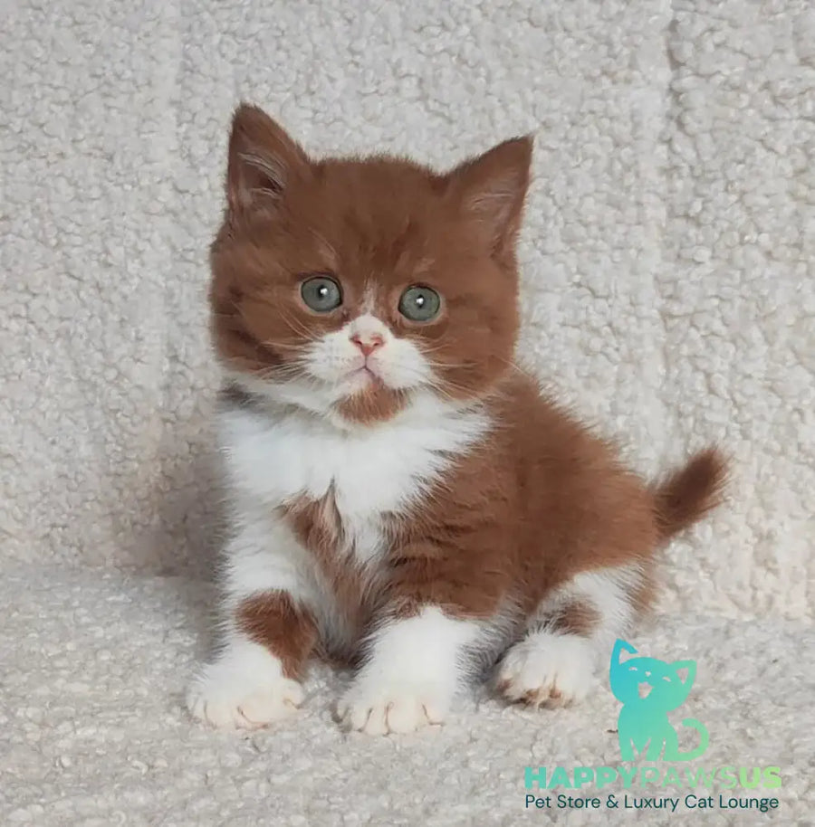 West British Shorthair male cinnamon bicolour - live animals