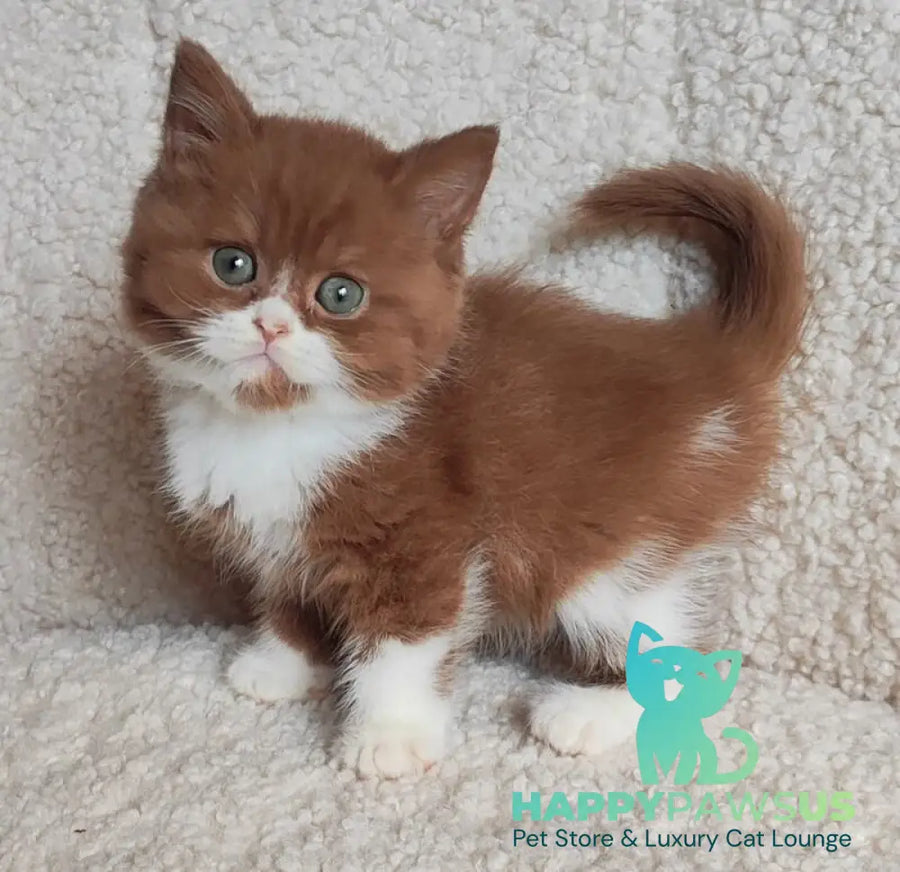 West British Shorthair male cinnamon bicolour - live animals