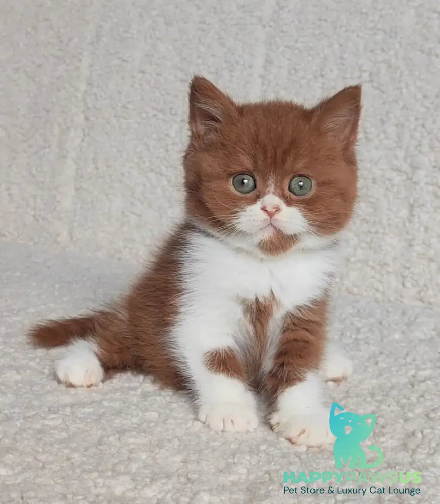West British Shorthair male cinnamon bicolour - live animals