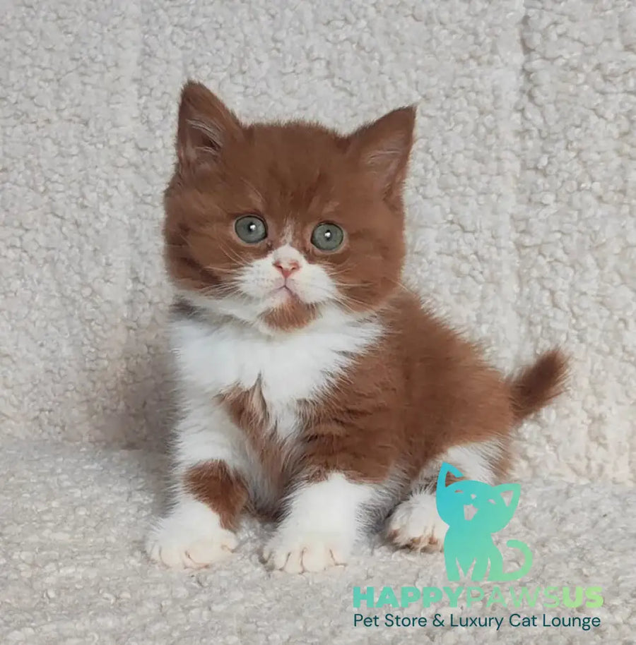 West British Shorthair male cinnamon bicolour - live animals