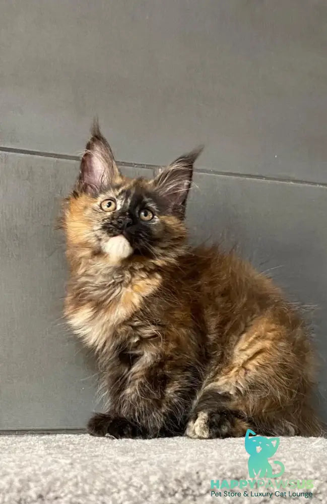West Coast Maine Coon female black tortie - live animals