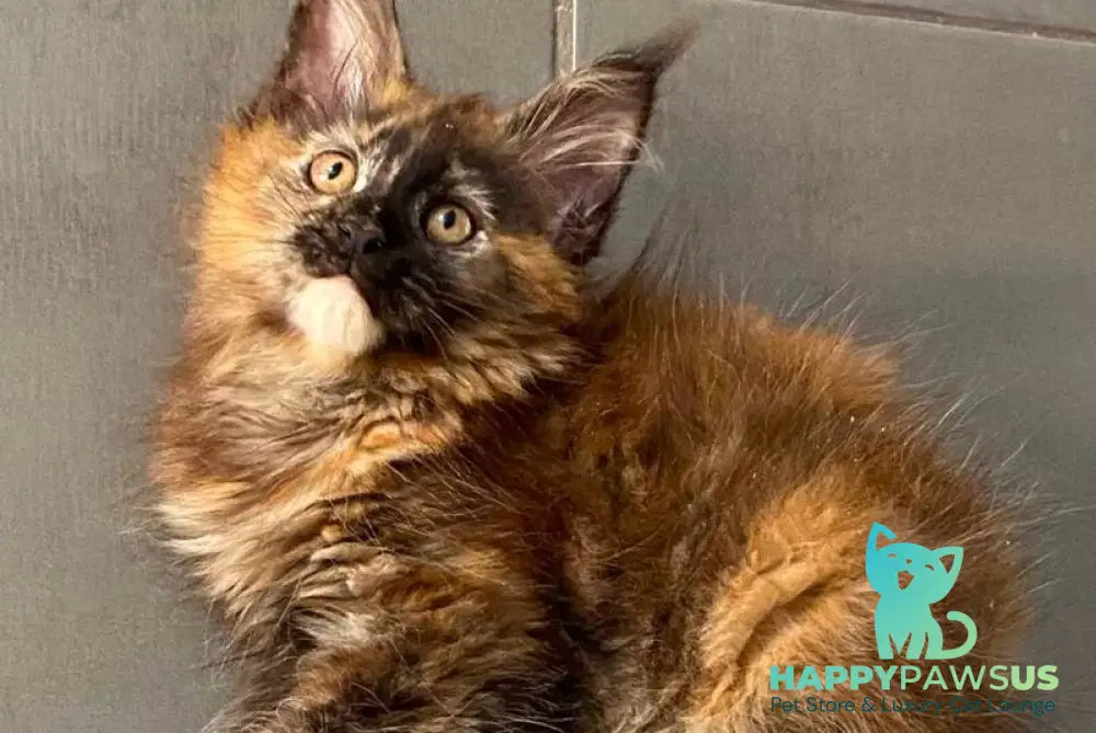 West Coast Maine Coon female black tortie - live animals