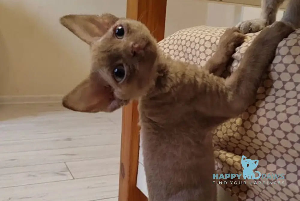 West Devon Rex male cinnamon live animals