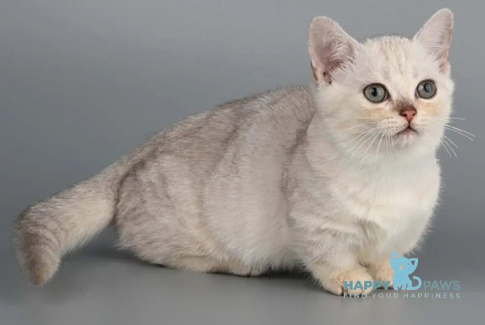 West Munchkin male chocolate silver shaded live animals