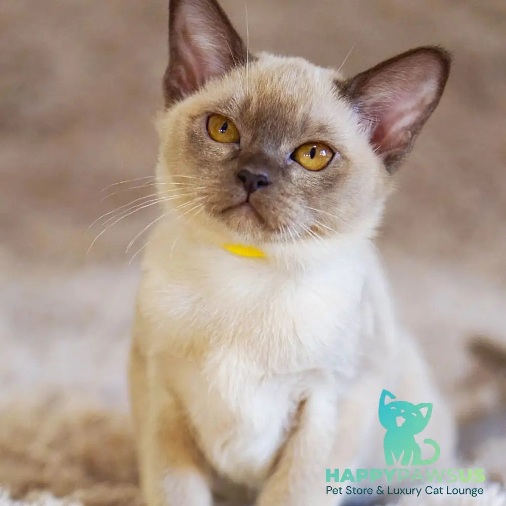 Westa Burmese female chocolate - live animals